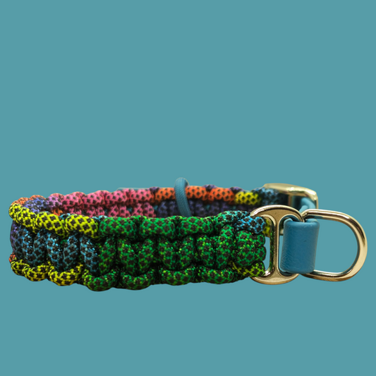 Collier réglable pour chien ARC-EN-CIEL - largeur 2cm