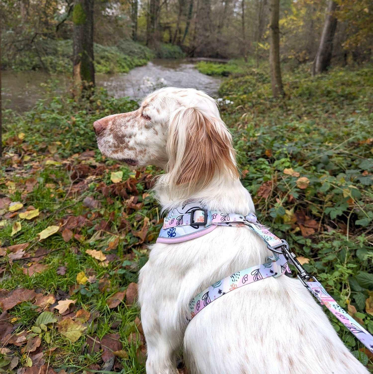 Harnais pour chien Pastel