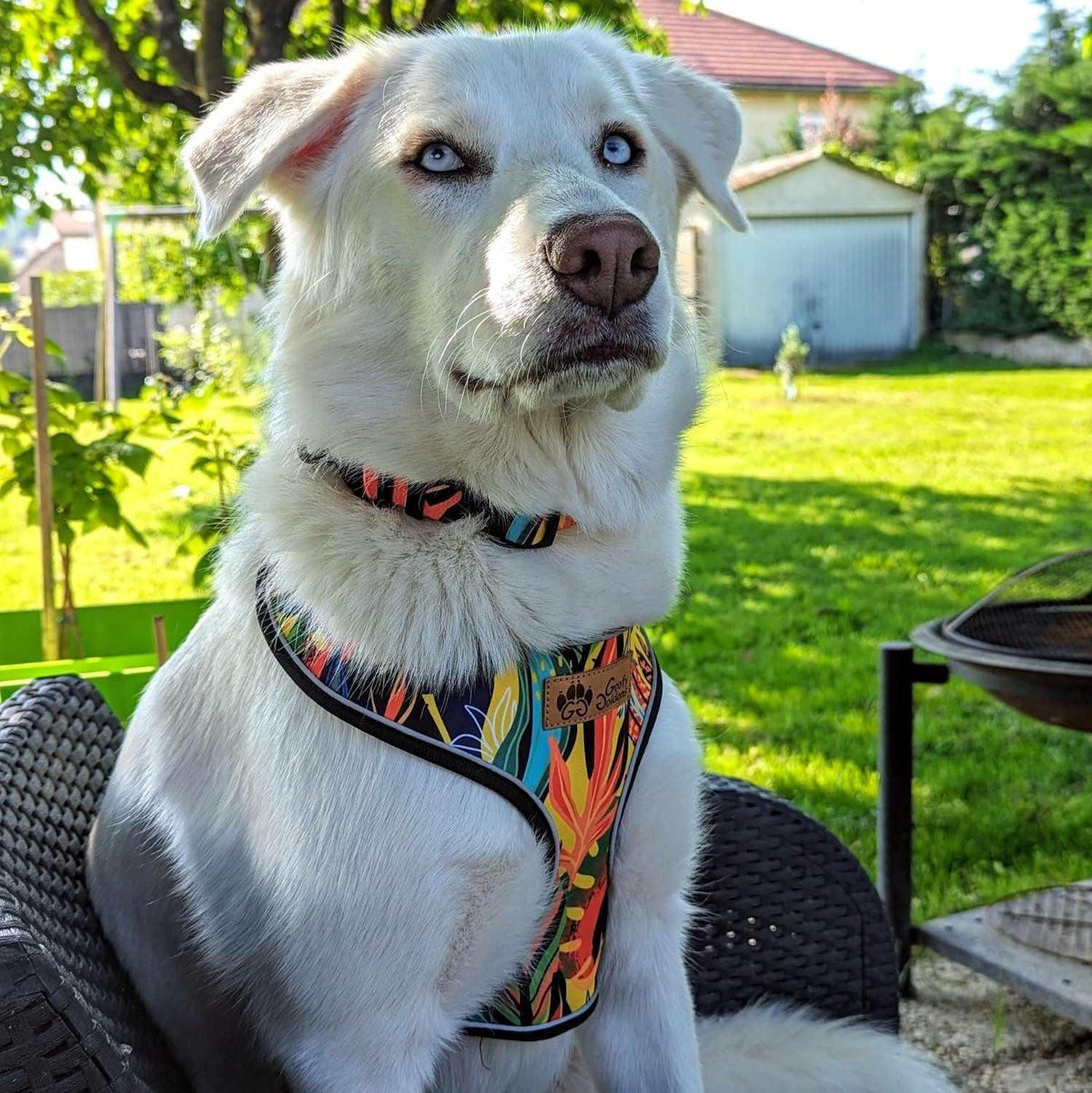 Harnais pour chien Tropical