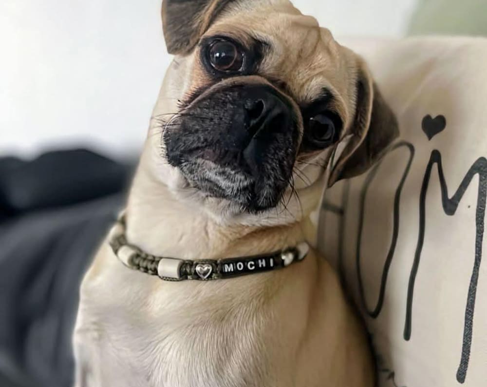 Collier chien anti-tiques largeur 1cm en céramique EM | Laissedewouf camouflage réglable