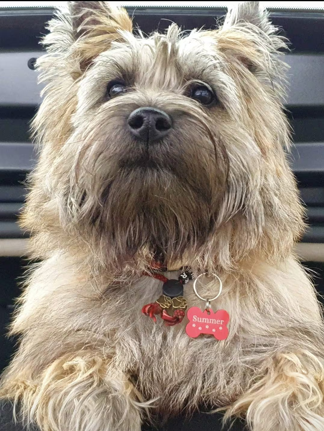 Médaille d'identification chien | Laissedewouf