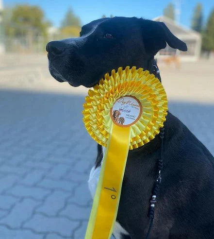 Beige dog show leash | Dog leash