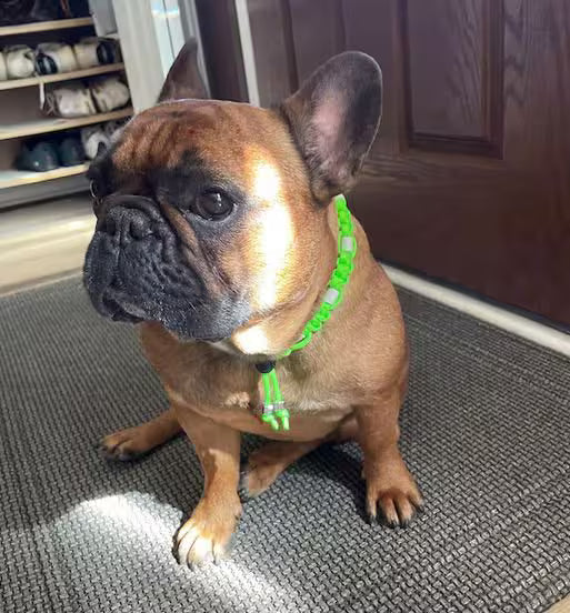 Collier pour chien en céramique EM anti-tiques réglable Largeur 2cm | Laissedewouf reglable