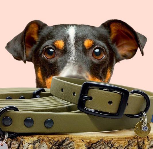 Biothane Kiss Modell 16mm Halsband | Woof Leine