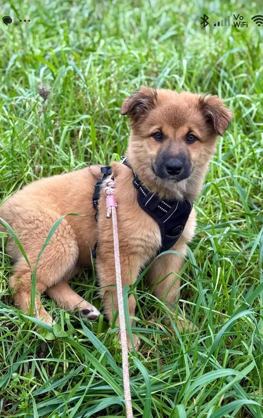 Laisse de wouf - Longe Collection Flowers 8mm -