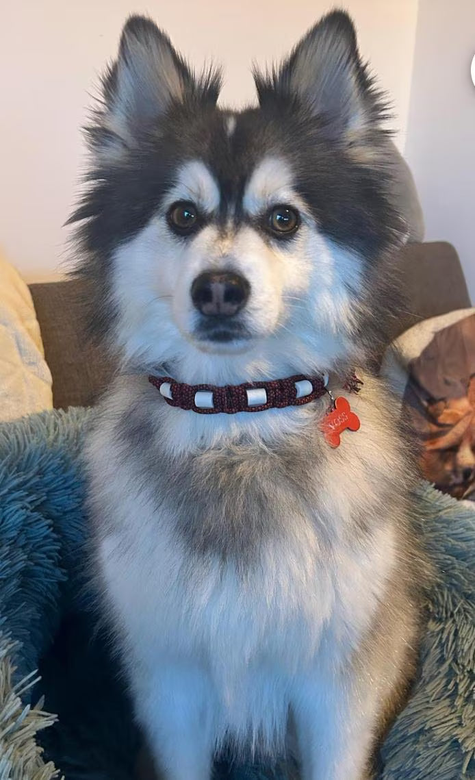 Collier pour chien en céramique EM anti-tiques réglable Largeur 2cm | Laissedewouf reglable
