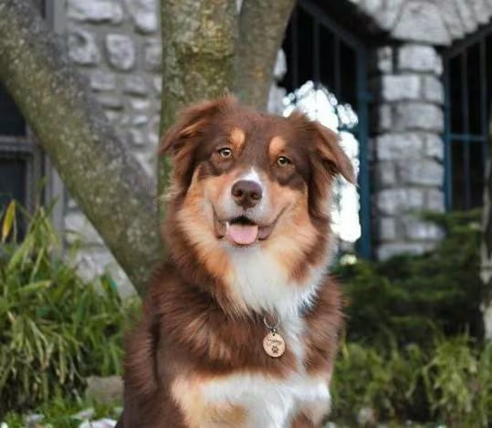 Varnished wooden dog identification tag | paw print design