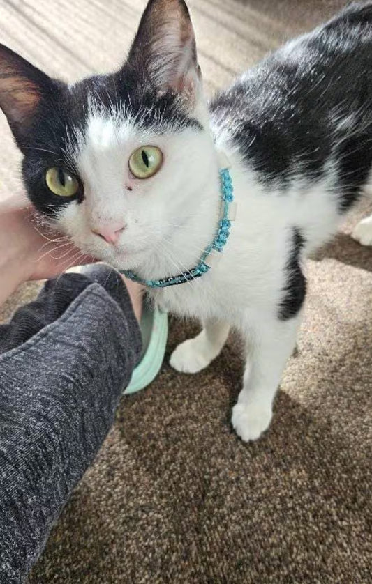 Collier anti-tiques pour chat en céramique EM | Laissedewouf chat