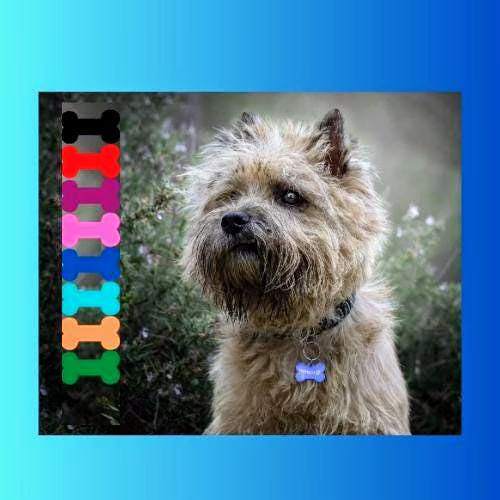 Médaille d'identification chien | Laissedewouf