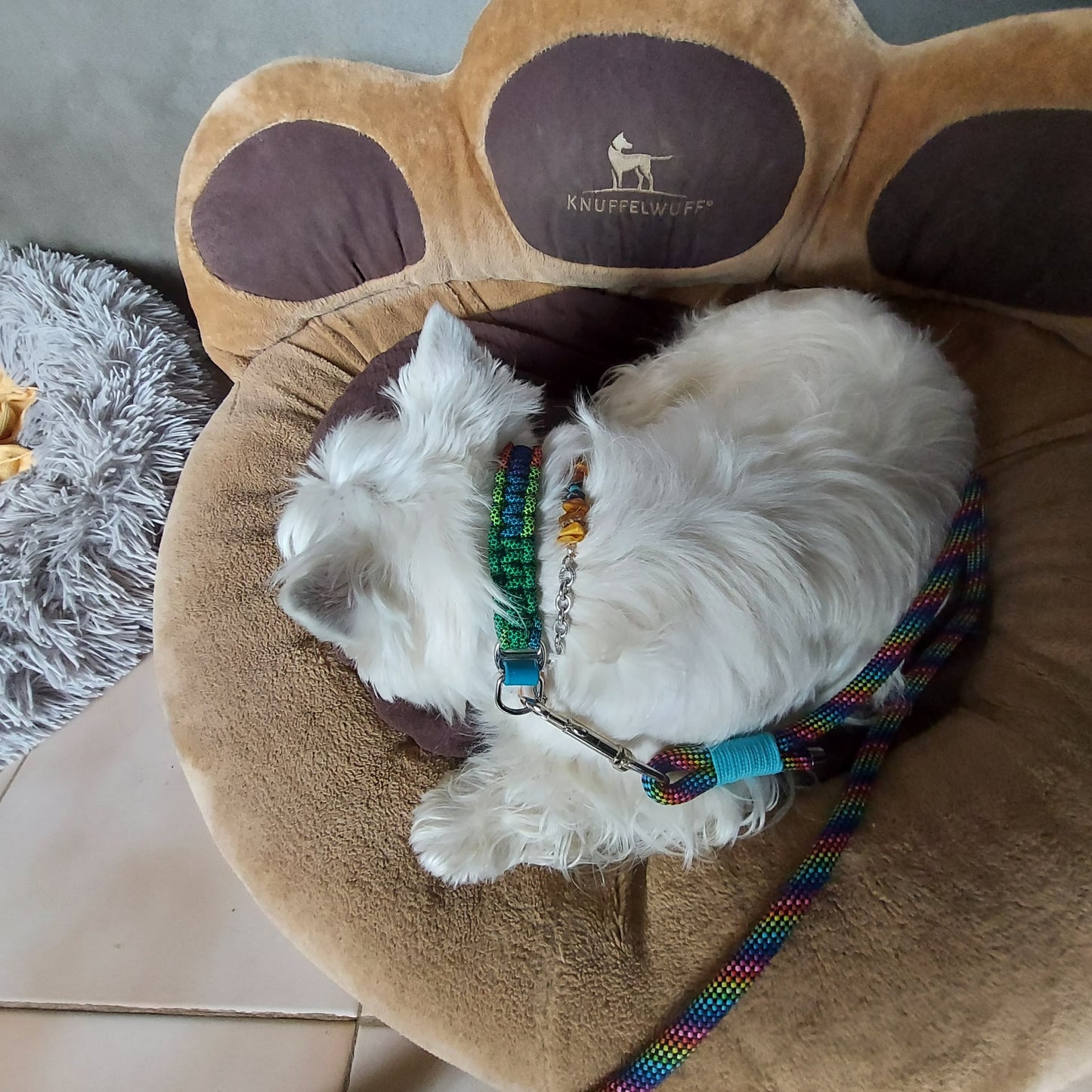 Laisse ARC-EN-CIEL paracorde 10mm