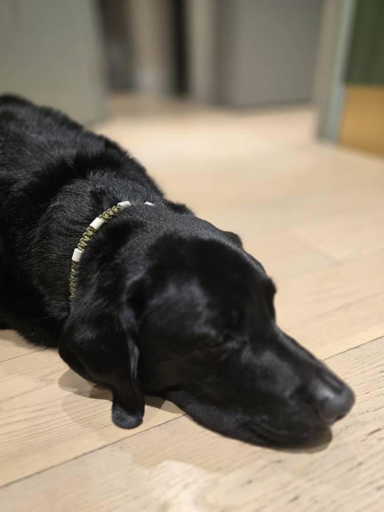 Collier anti-tiques en céramique EM | Laissedewouf camouflage