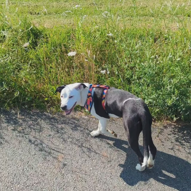 Harnais pour chien Panache