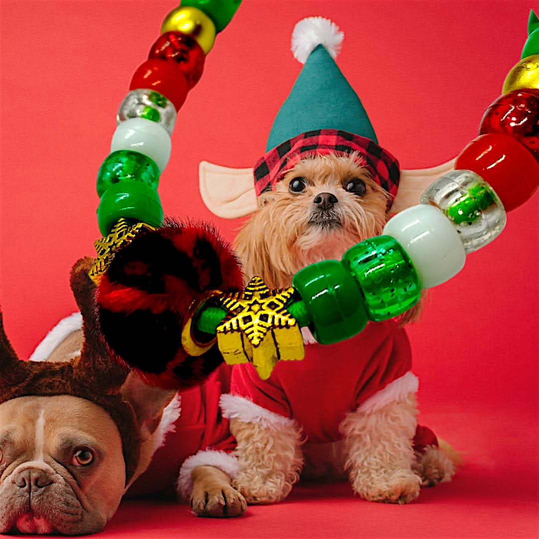 Collier de Noël pour chien | Laisse de Wouf