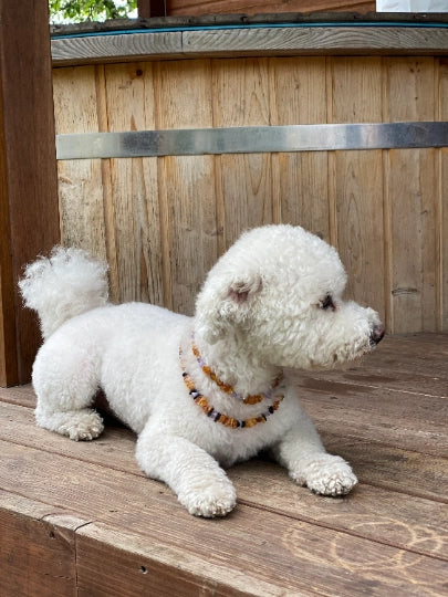 Collier anti-tiques et anti-puces pour chien et chat. Ambre et pierre de Turquoise