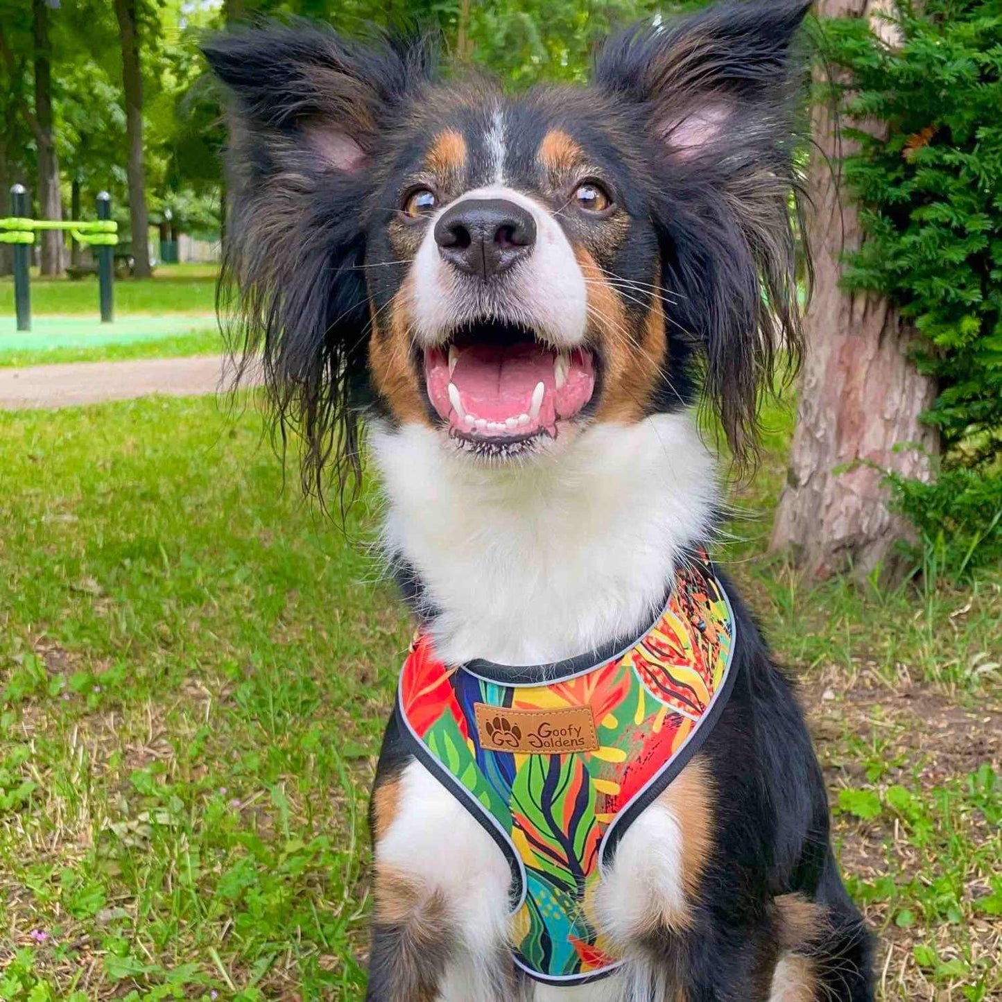 Harnais pour chien Tropical