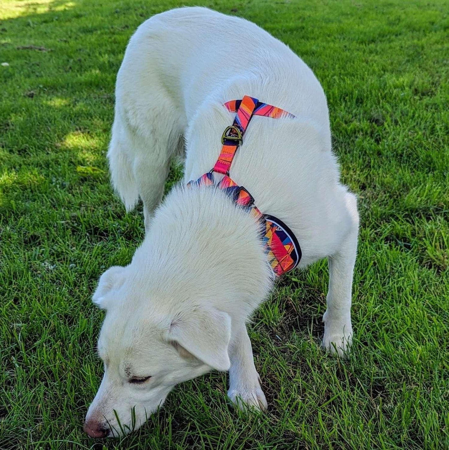 Harnais pour chien Panache