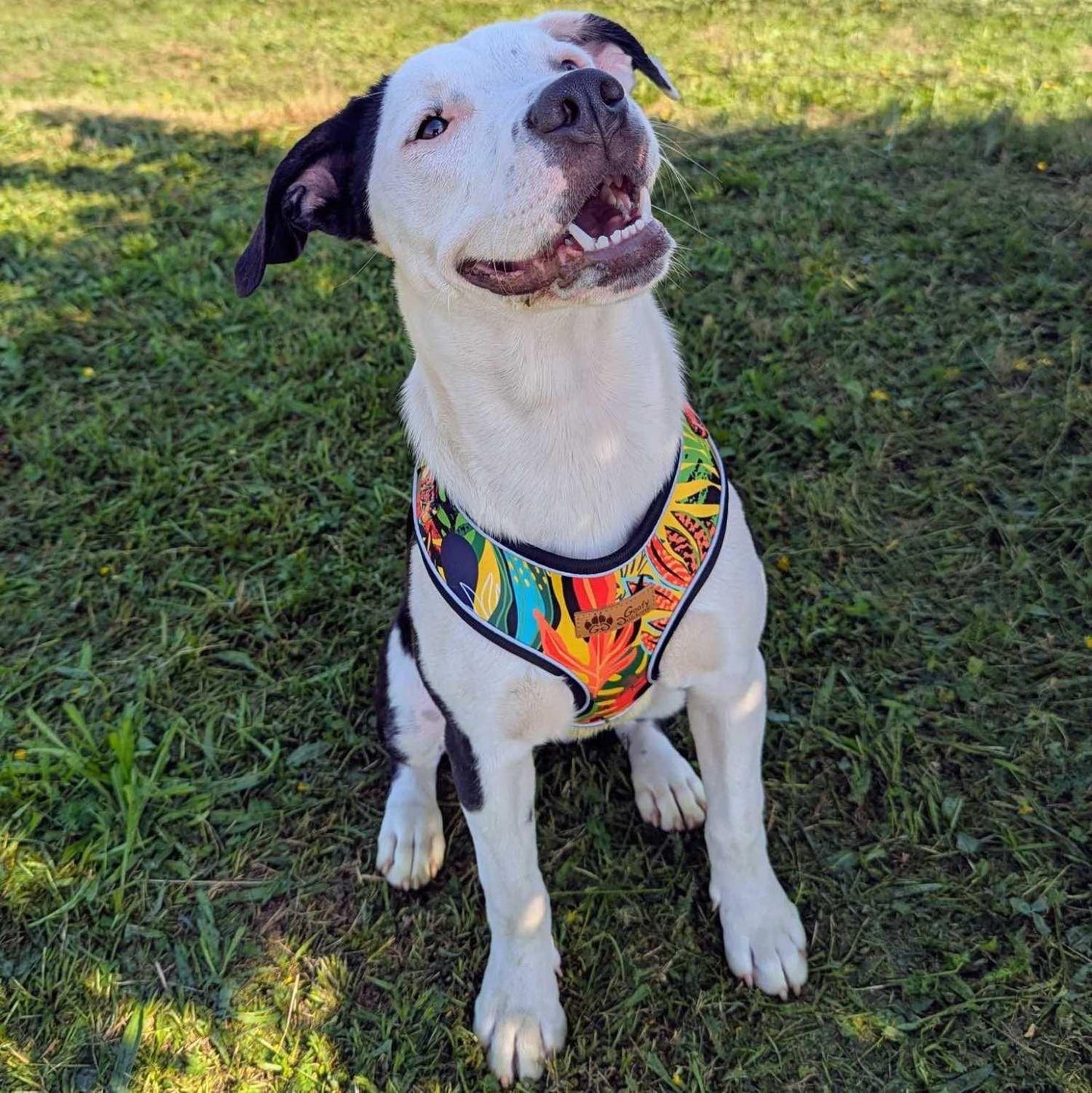 Harnais pour chien Tropical