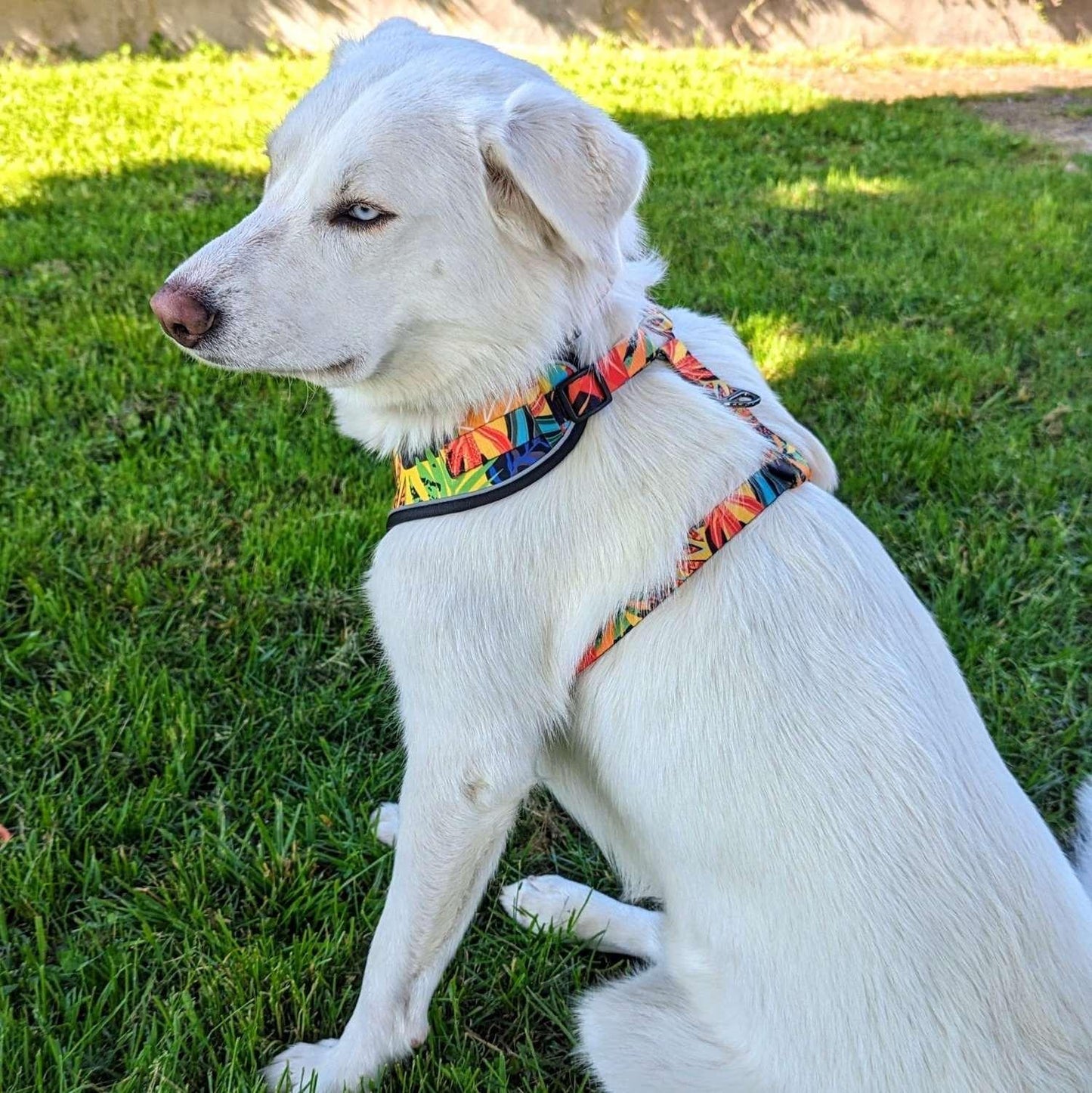 Harnais pour chien Tropical