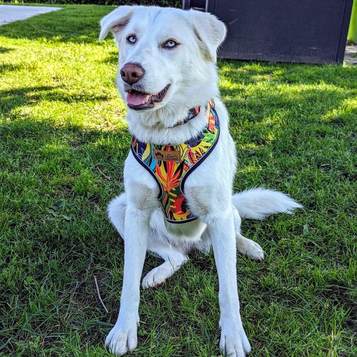 Harnais pour chien Tropical