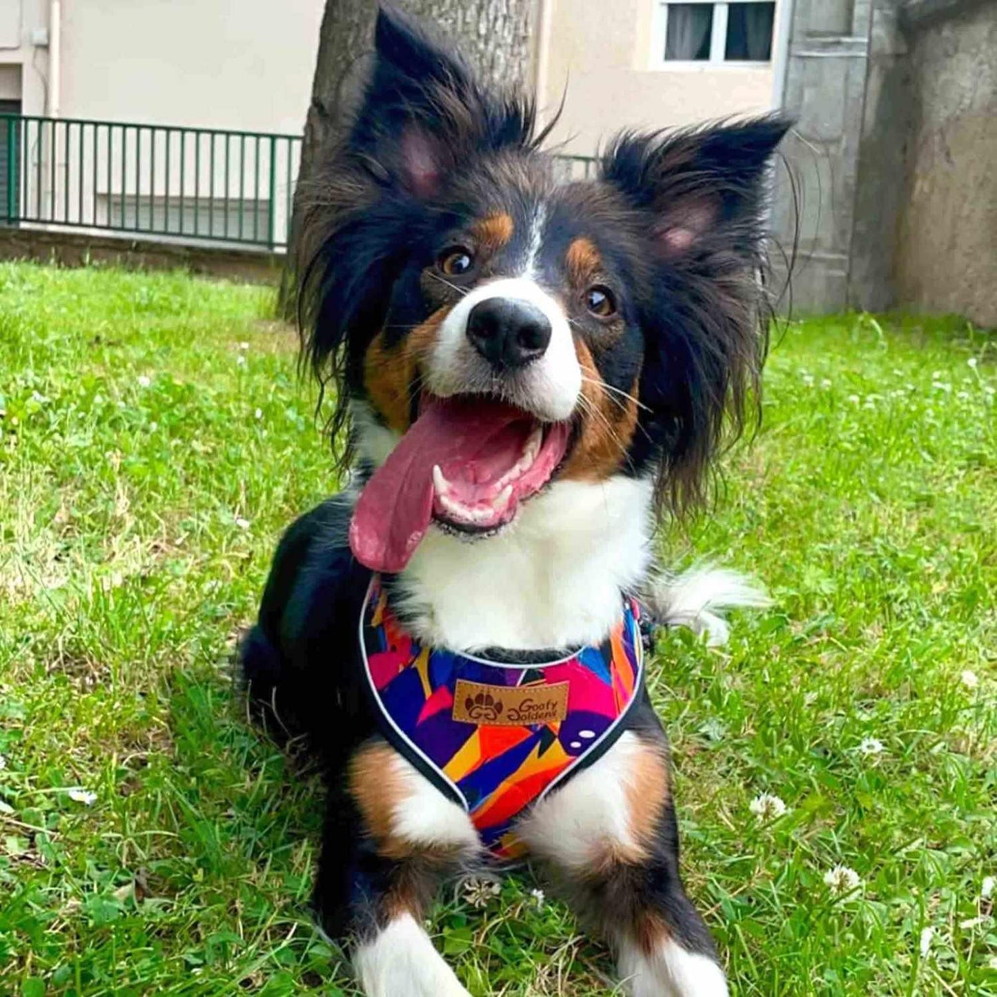 Harnais pour chien Panache
