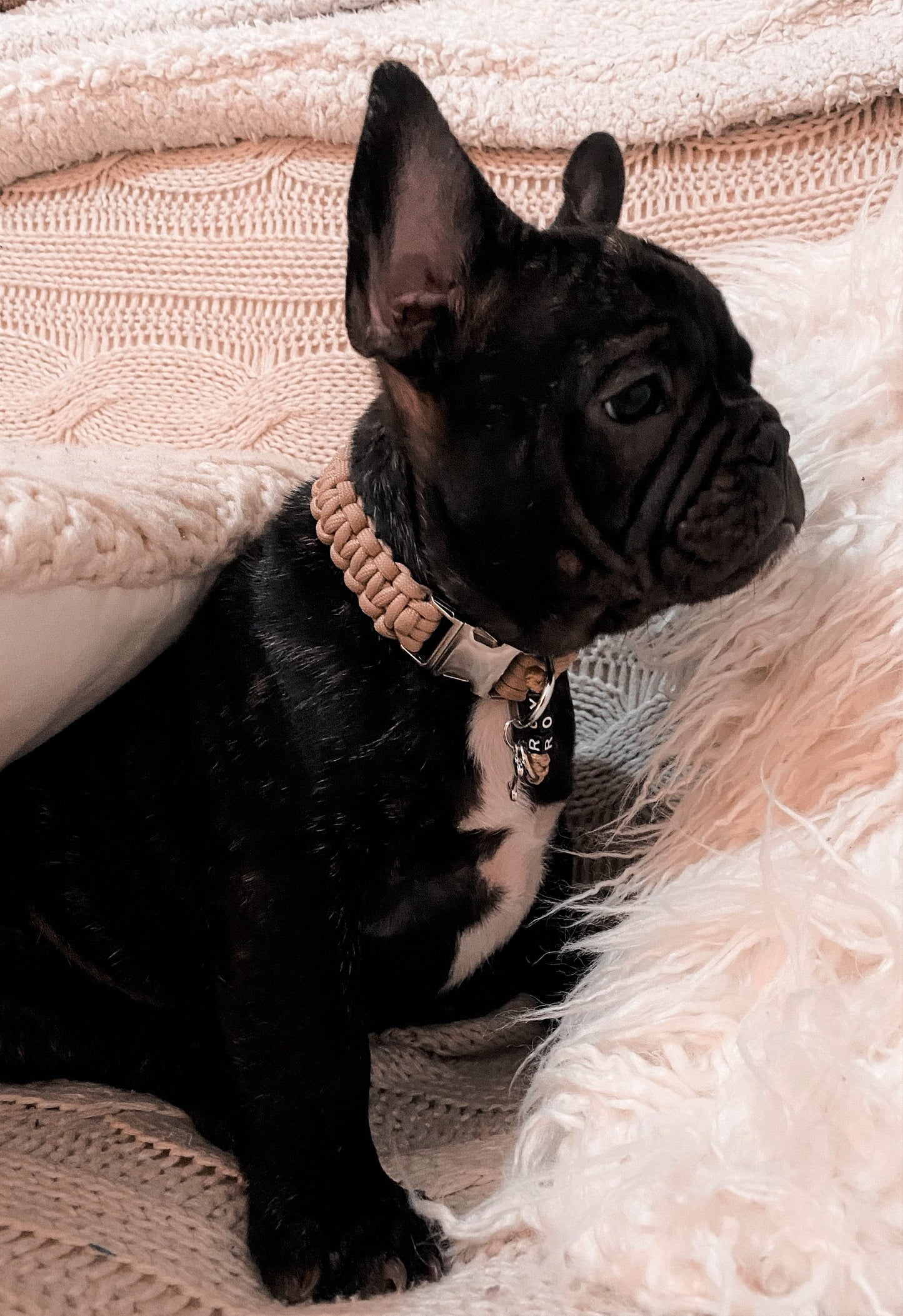 Einfaches Hundehalsband – 2 cm breit | Hundeleine