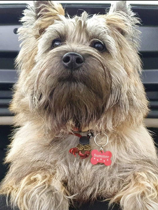 Hunde-Erkennungsmarke | Laissedewouf