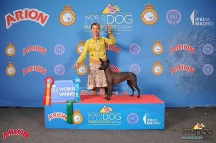 Beige dog show leash | Dog leash