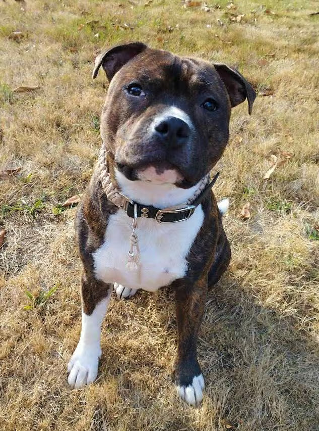 Collier chien | Collection uni - largeur 3cm | Laisse de wouf