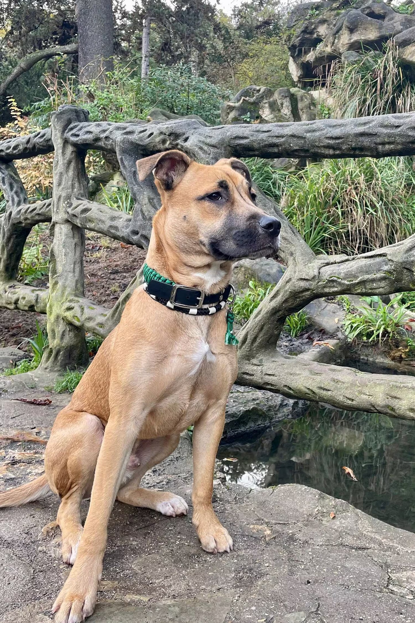 Collier chien | Collection uni - largeur 3cm | Laisse de wouf