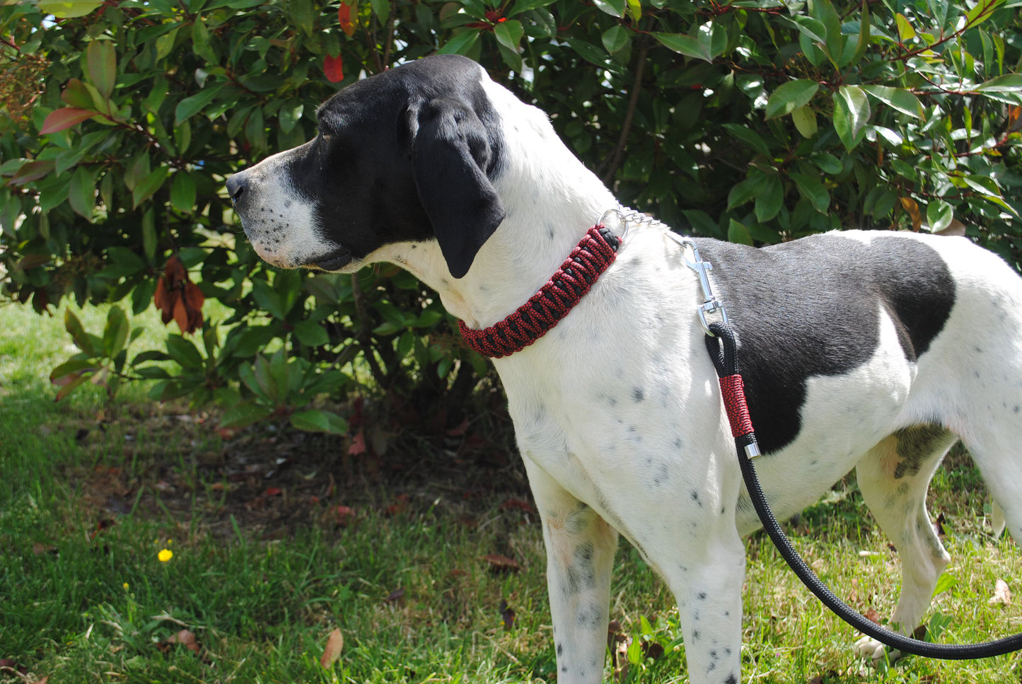 Collier pour chien DIAMOND - Largeur 3 cm