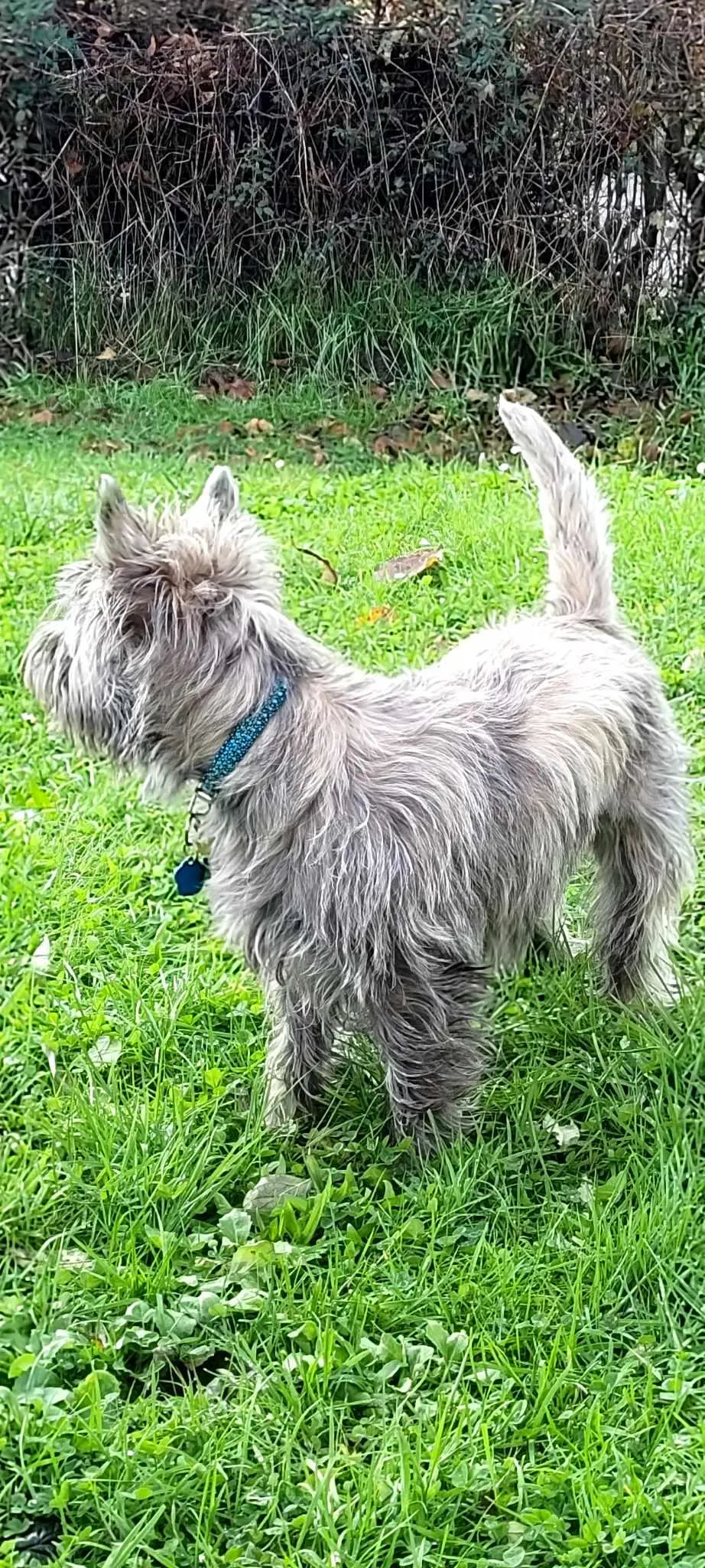 Collier chien Blue Diamond - largeur 1.5cm | Laisse de wouf