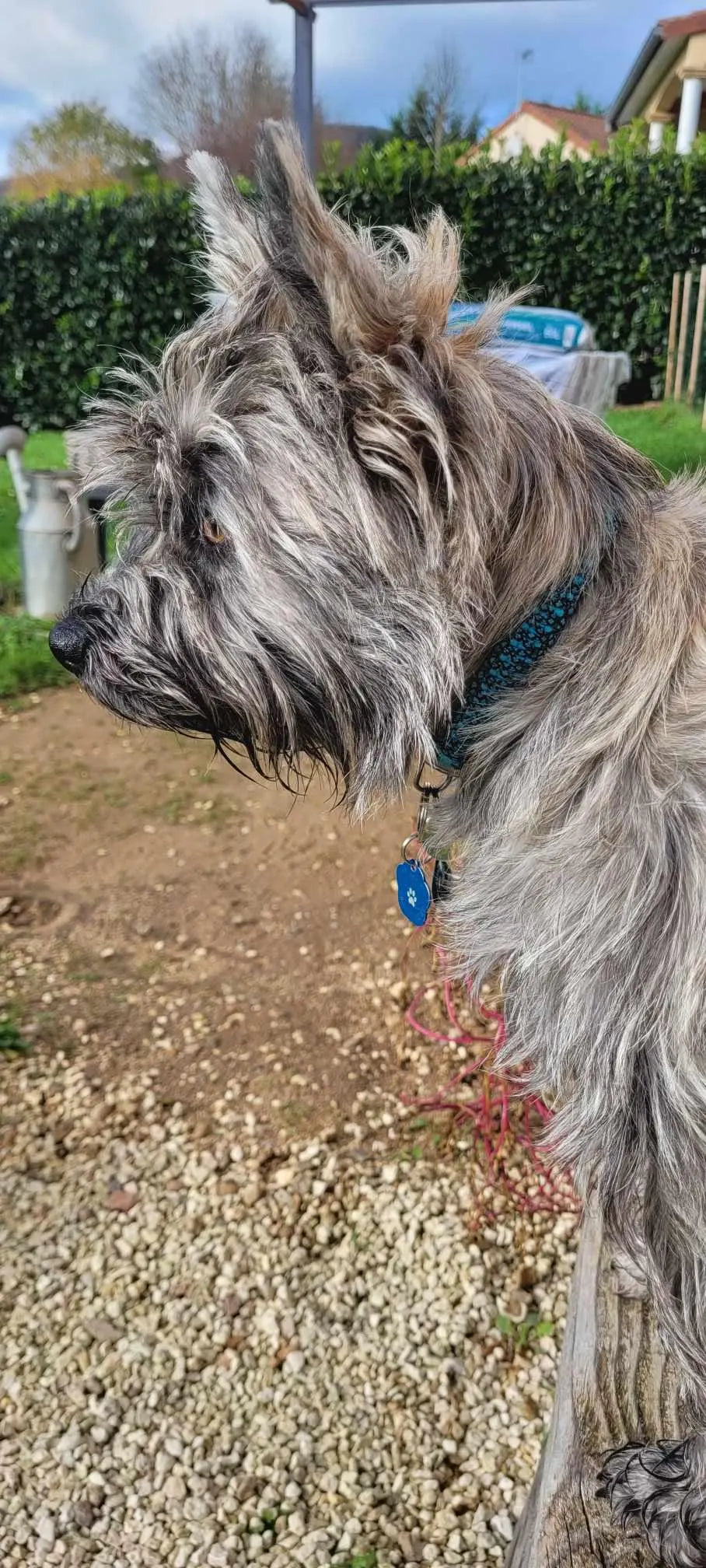 Collier chien Blue Diamond - largeur 1.5cm | Laisse de wouf