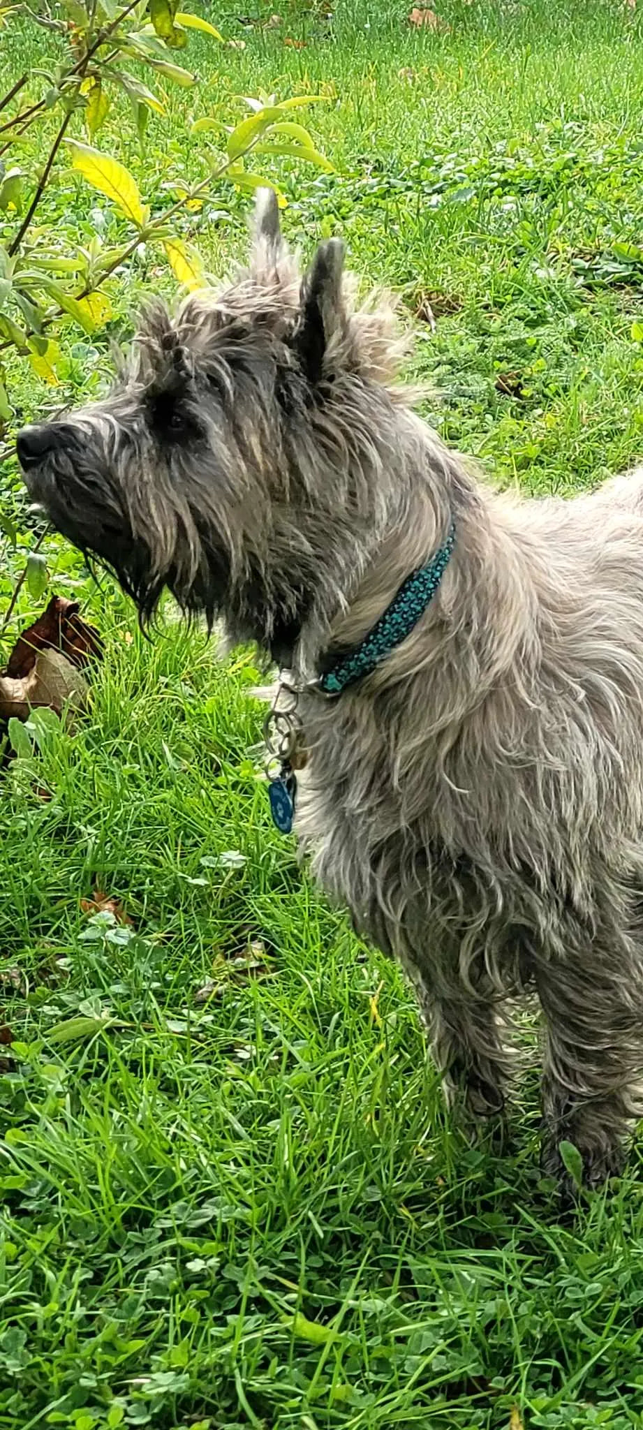 Collier chien Blue Diamond - largeur 1.5cm | Laisse de wouf