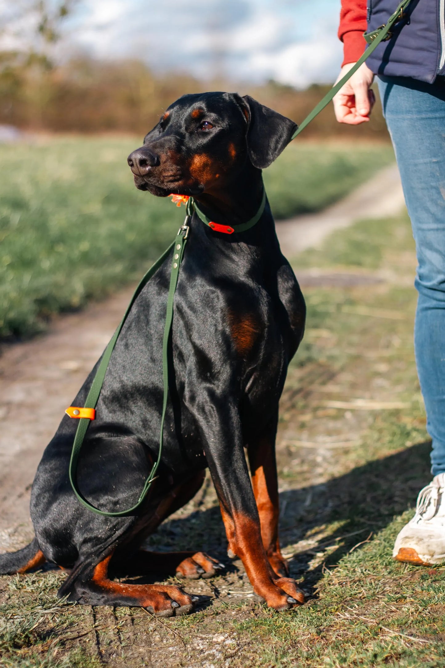 Baroudeur Laisse pour chien Multi-positions 3 points Hexa 20mm | Laisse de Wouf