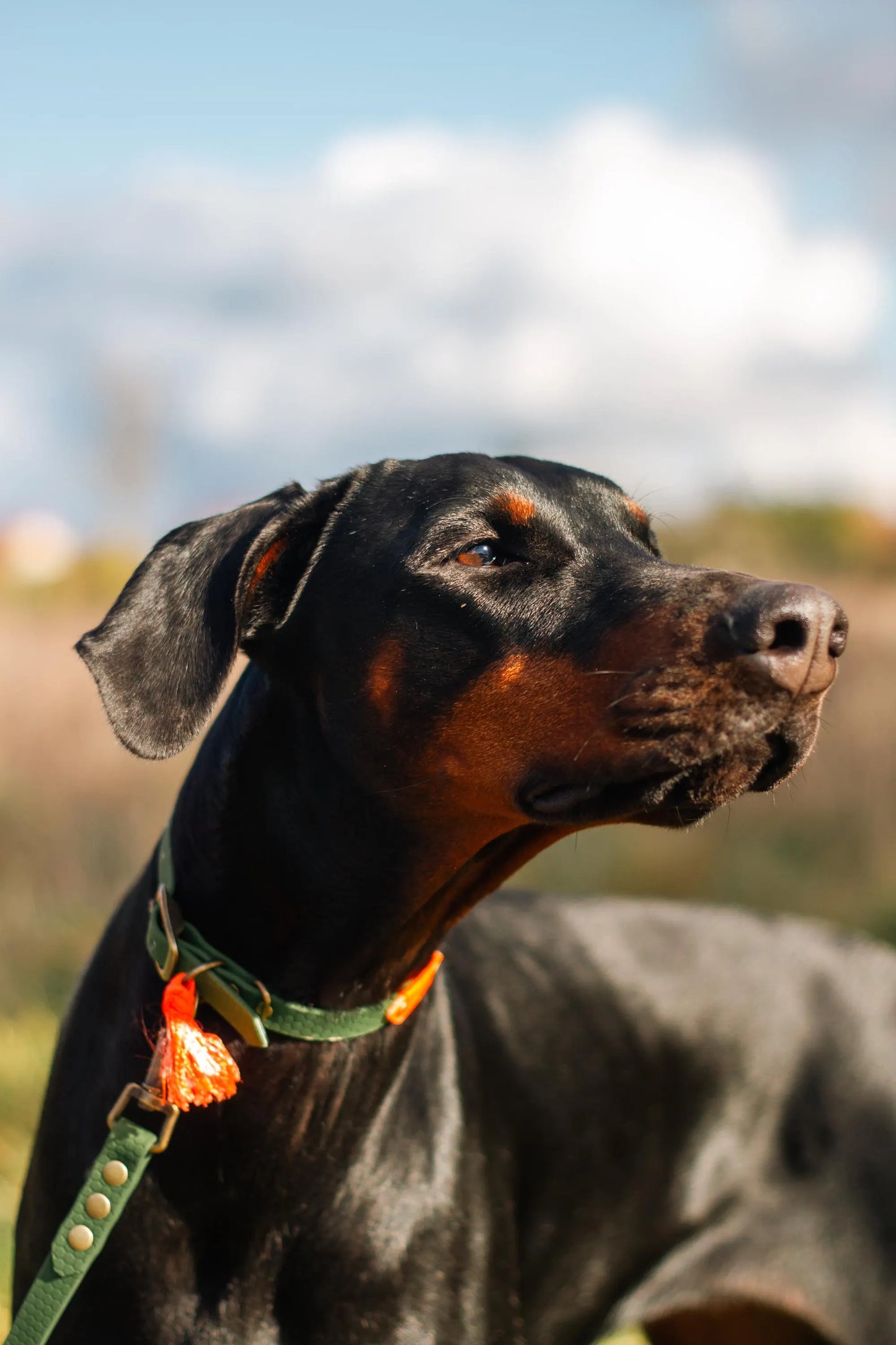 Baroudeur Laisse pour chien Multi-positions 3 points Hexa 20mm | Laisse de Wouf