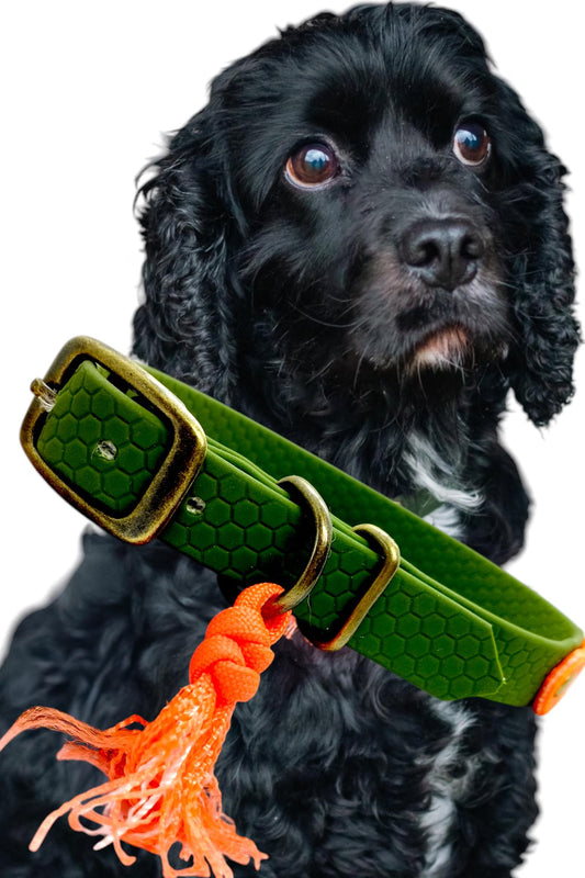 Baroudeur Collier pour chien | Hexa kaki 20mm | Laisse de Wouf
