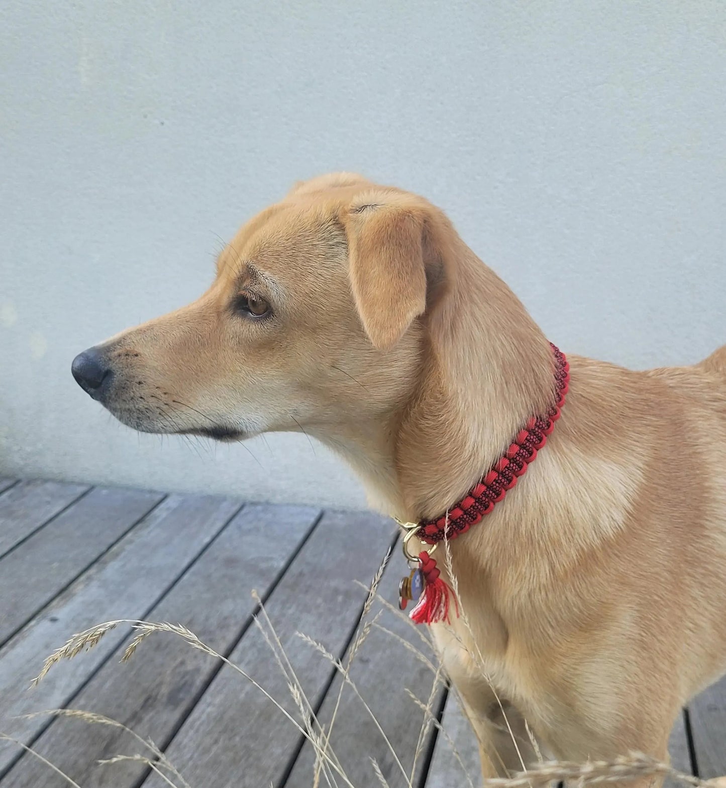 Zweifarbiges Diamant-Hundehalsband – 2 cm breit | Hundeleine