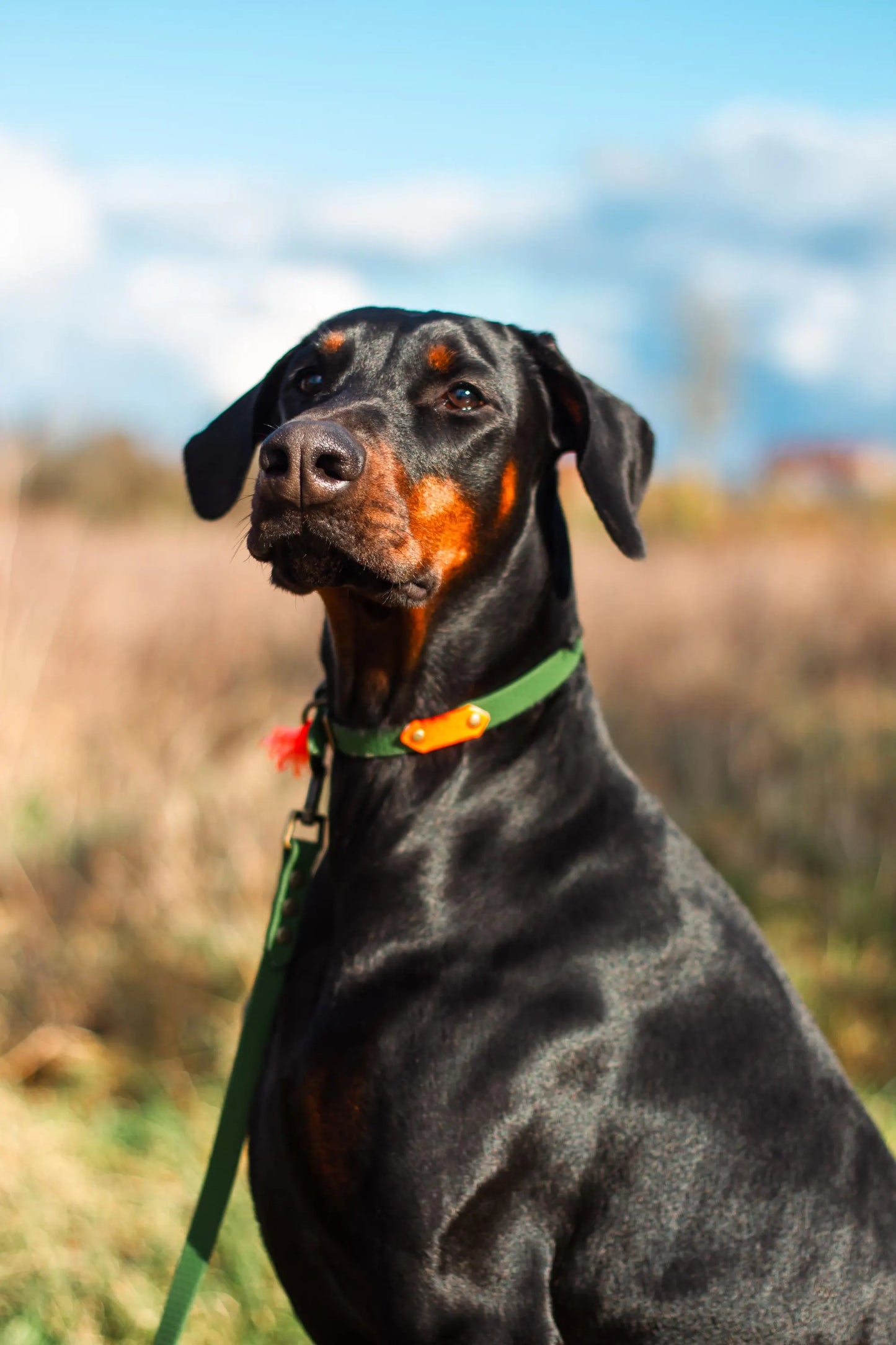 Baroudeur Laisse pour chien Multi-positions 3 points Hexa 20mm | Laisse de Wouf