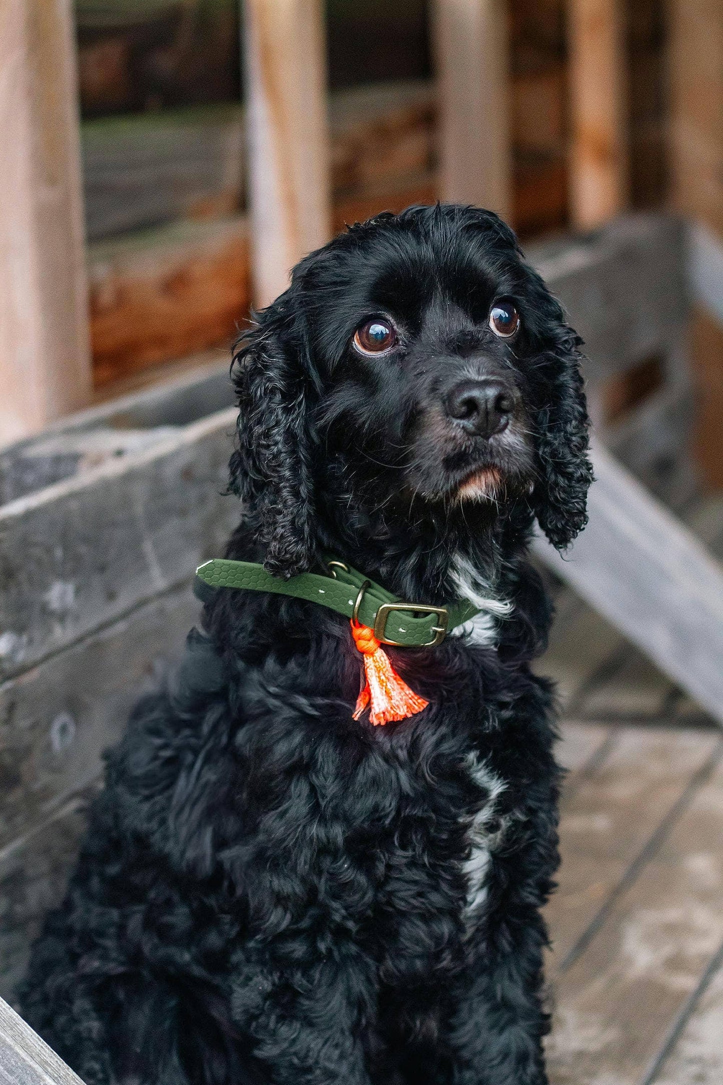 Baroudeur Collier pour chien | Hexa kaki 20mm | Laisse de Wouf