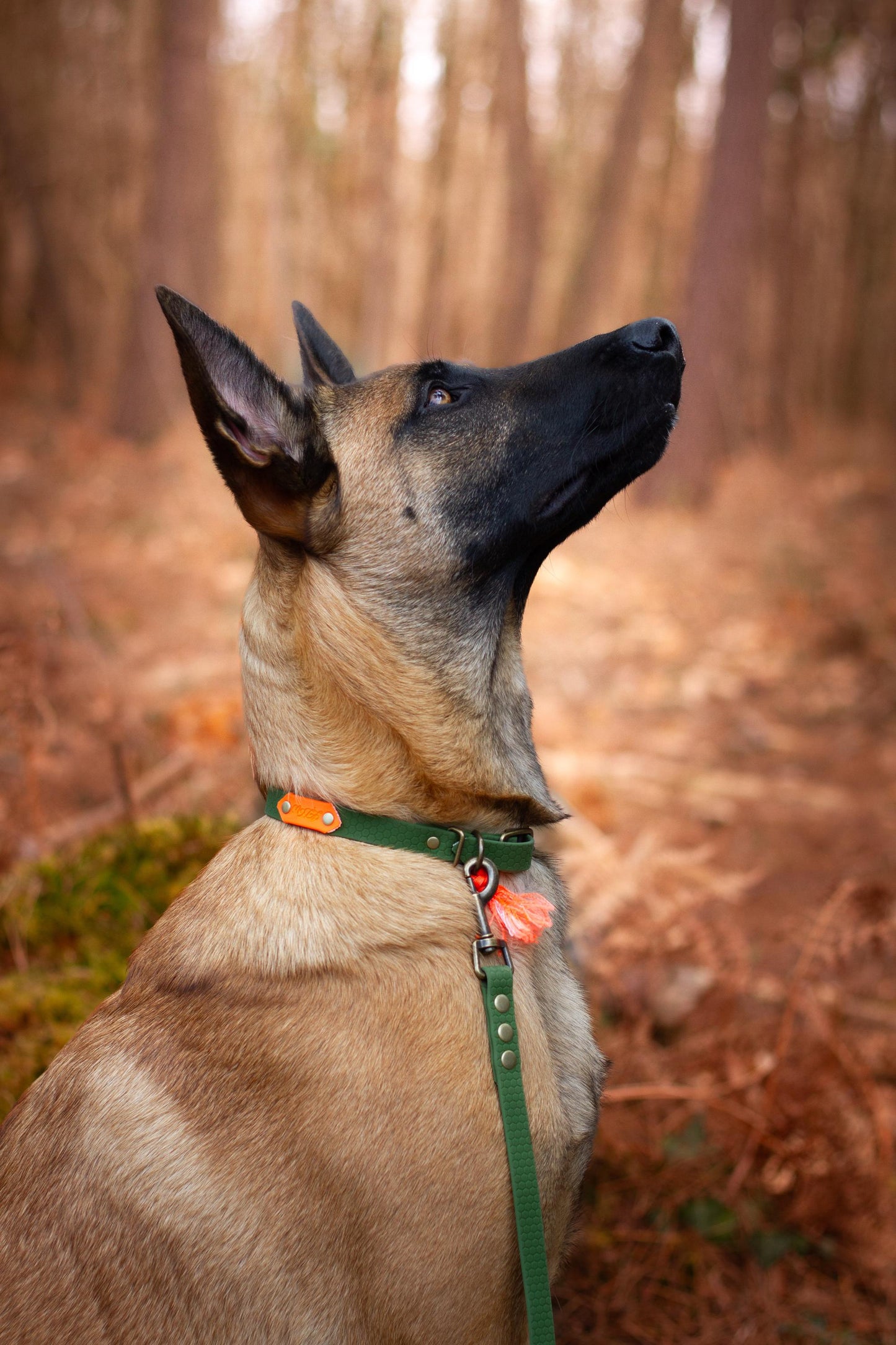 Baroudeur Collier pour chien | Hexa kaki 20mm | Laisse de Wouf