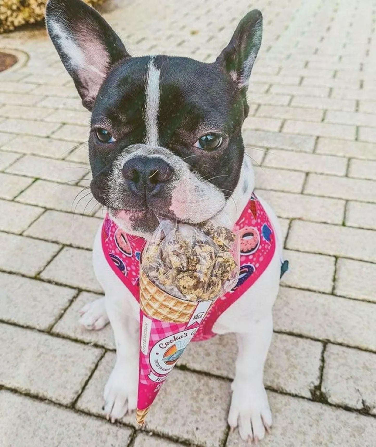 Cornet de friandises BŒUF - COOKA'S COOKIES