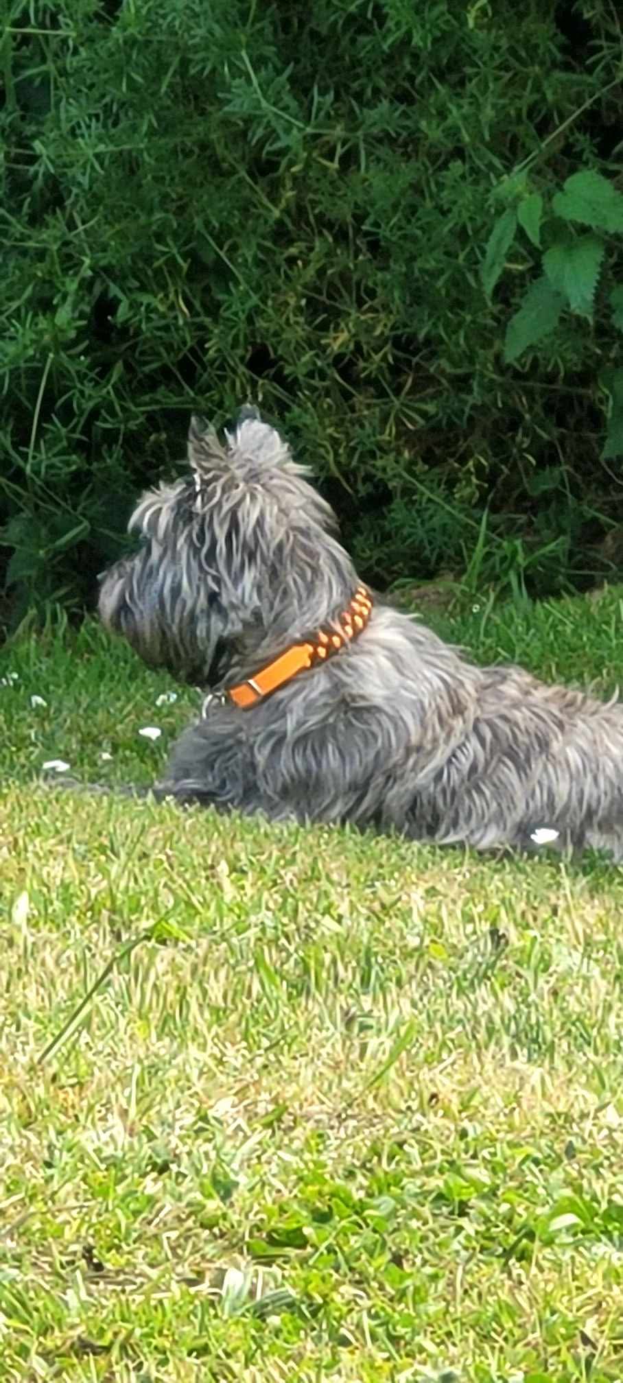 Collier réglable pour chien TRAPPEUR - largeur 2cm