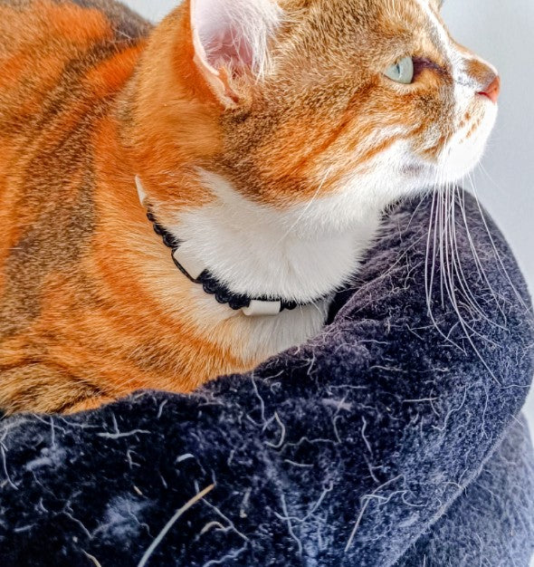 EM Ceramic Anti-Tick Collar for Cats | Laissedewouf Cat