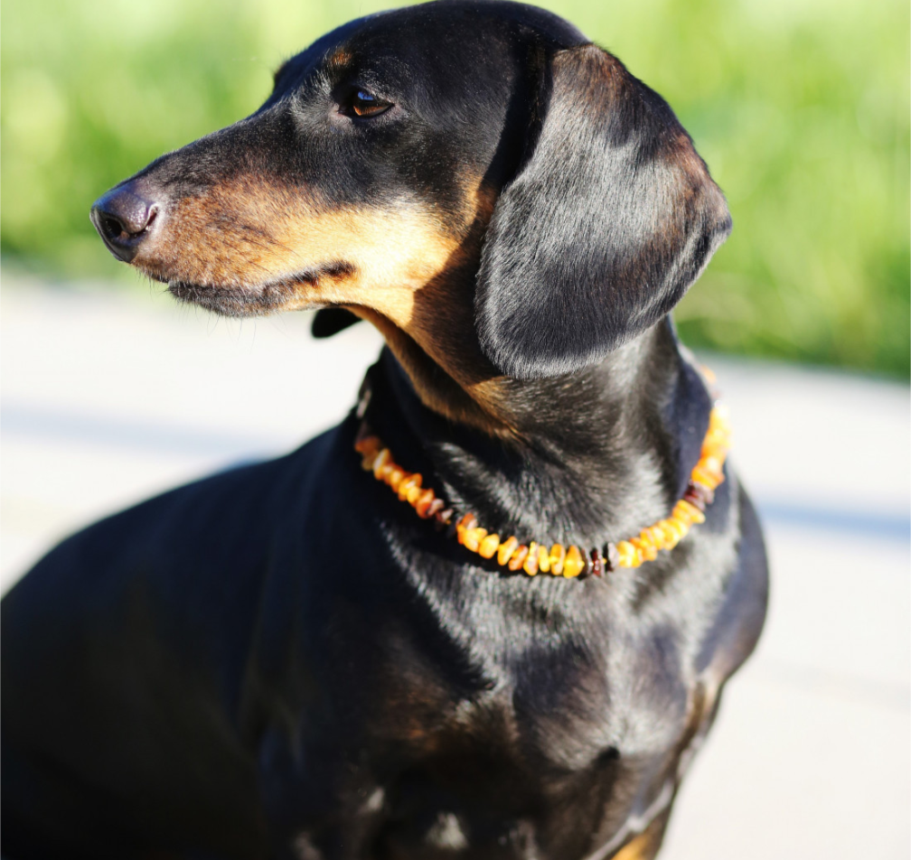 Collier anti-tiques et anti-puces pour chien et chat. Ambre et pierre de Turquoise