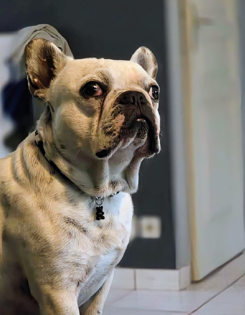 Collier anti-tiques pour chien en céramique EM - NOUNOURS 1cm