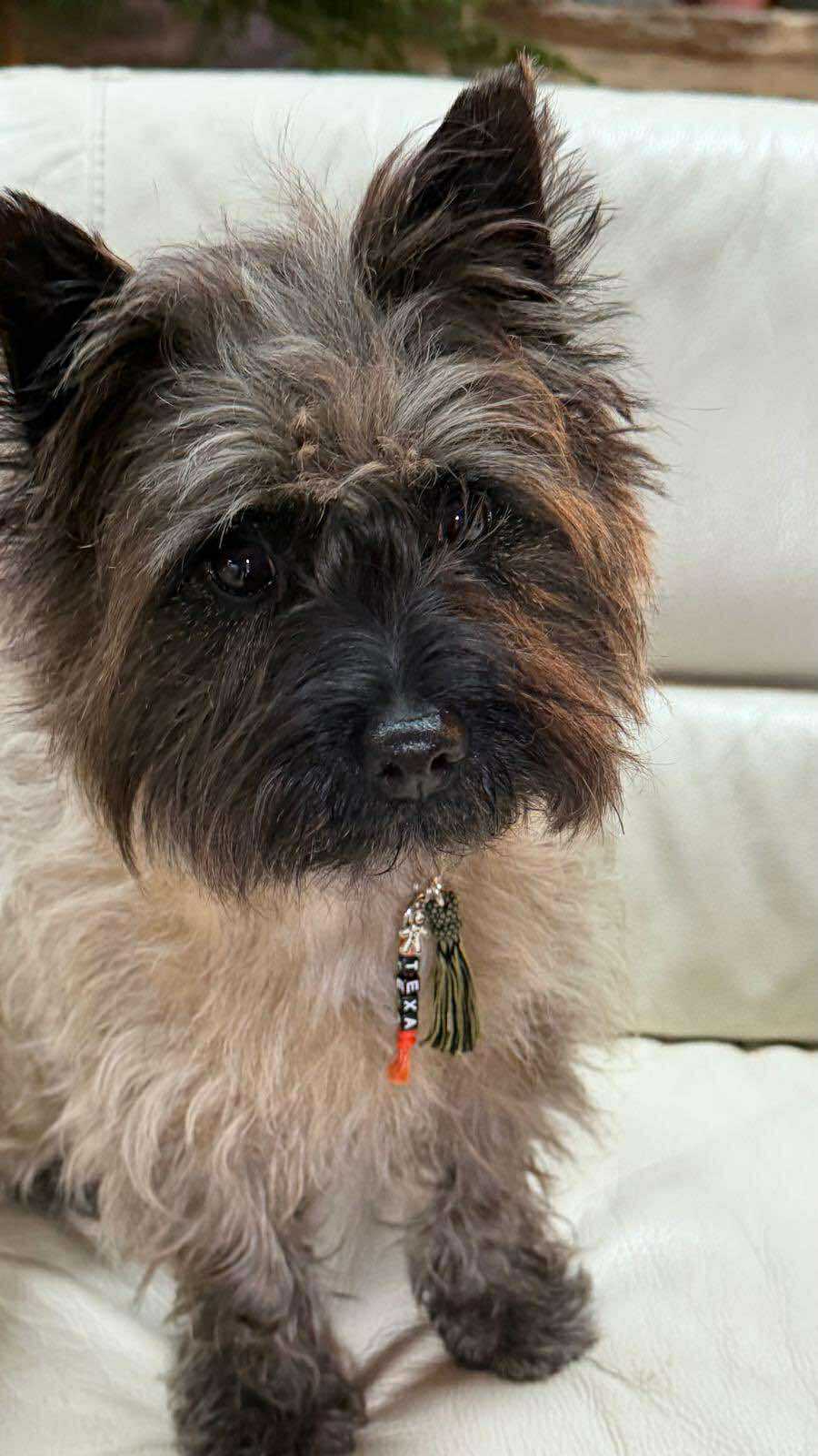 Personalized pendant | Woof leash