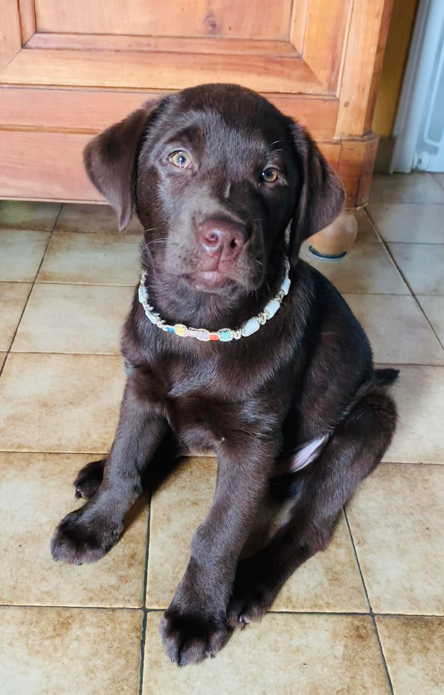 Collier réglable anti-tiques en céramique EM | Laissedewouf lettres multicolores