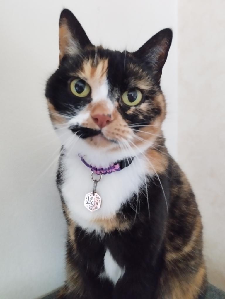 Collier anti-tiques pour chat en céramique EM - CHAT 1cm clip sécurité