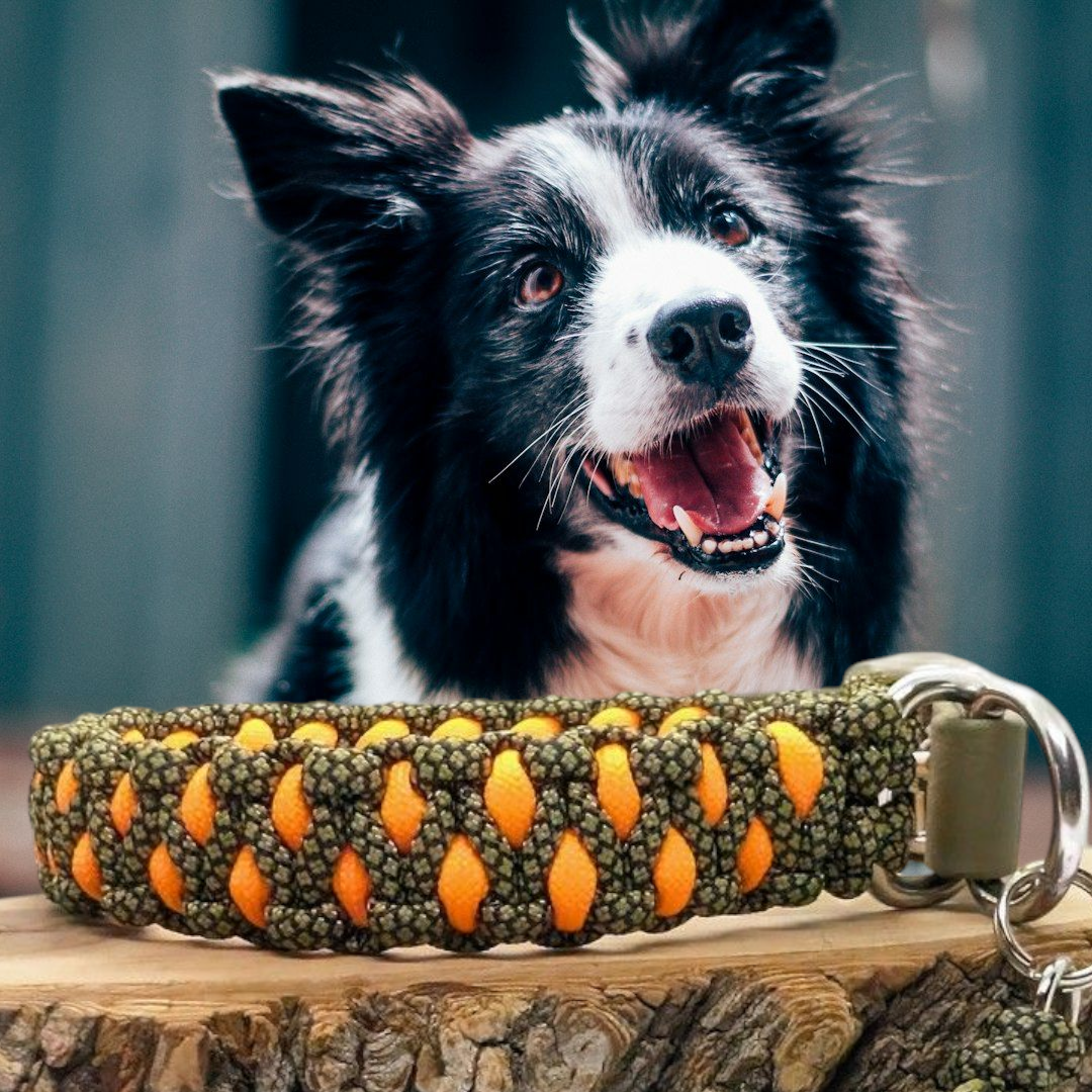 Trapper-Hundehalsband Orange/Khaki – 2 cm breit | Wouf-Leine