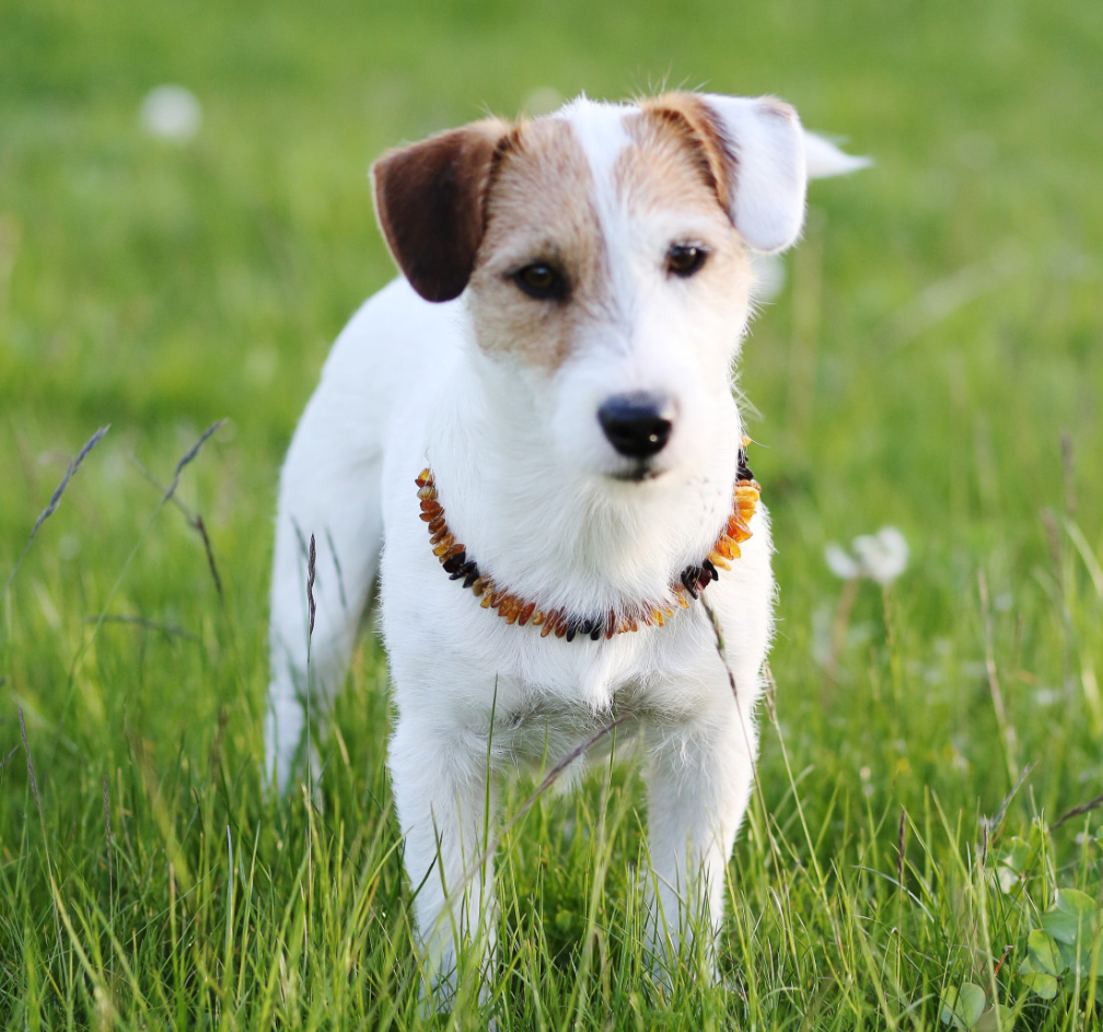Collier anti-tiques et anti-puces pour chien et chat. Ambre et pierre de Turquoise